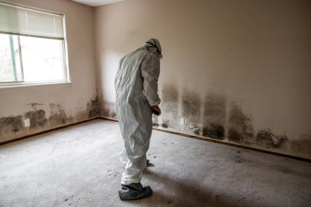 Best Residential Mold Remediation in Jonestown, PA